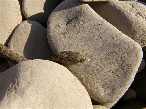 Užovka fŕkaná (Natrix tessellata)