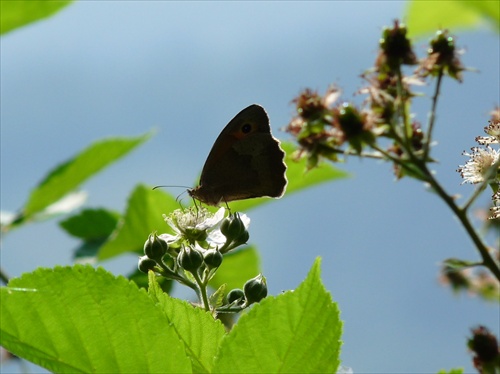 Motyl...