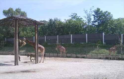 už povyrástli