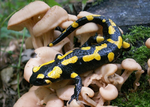 salamandra