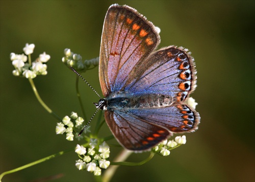 modracik_female_Polyommatus icarus