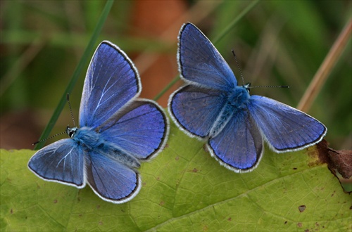 modracik_male_Polyommatus thersites