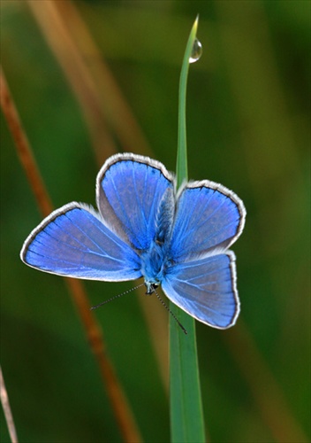 modracik_male_Polyommatus icarus