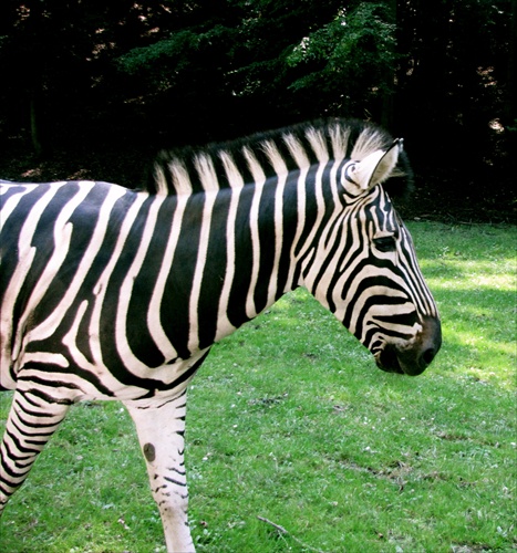 Zebra