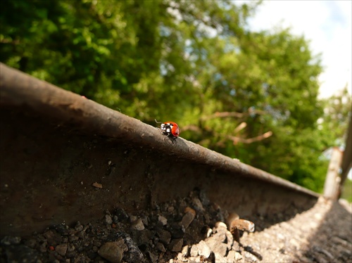 ladybird on highway