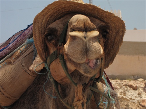 DJERBA CAMEL