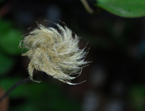 strapatý clematis =)