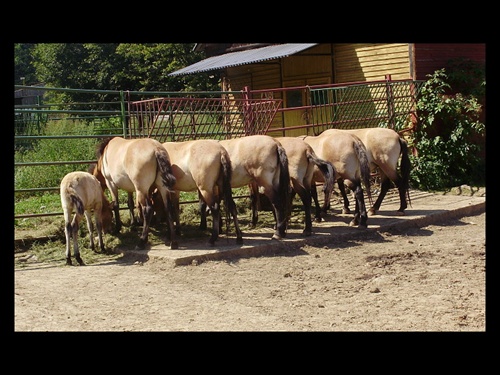 Uvítací pozdrav zo Zoo :D