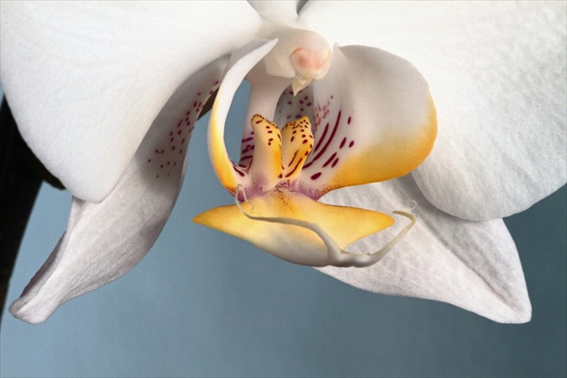 Orchidea