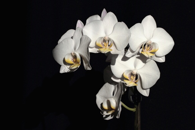 Orchidea