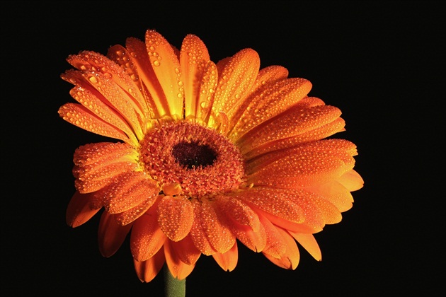 Gerbera