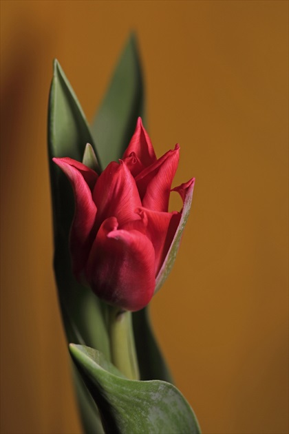 Tulipán (Tulipa)