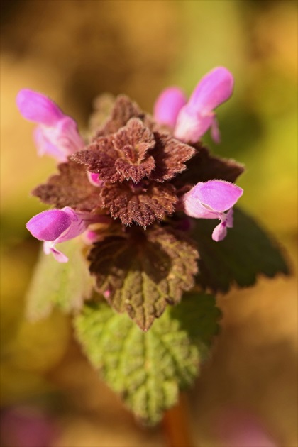 Hluchavka purpurová