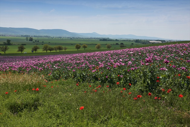 Makovicové pole