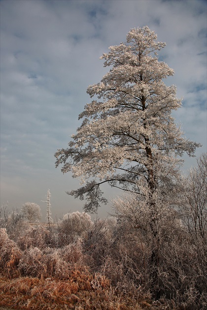 Strom v námraze