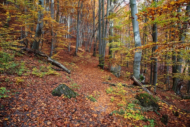 V bučine