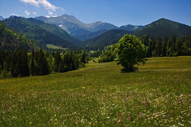 Letná lúka s horami