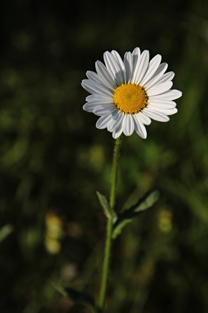 Margarétka