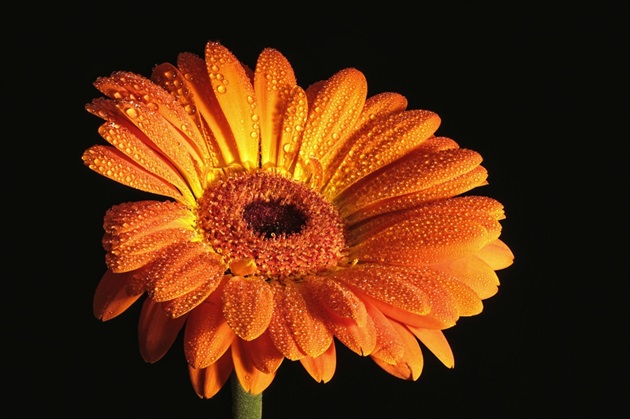 Gerbera