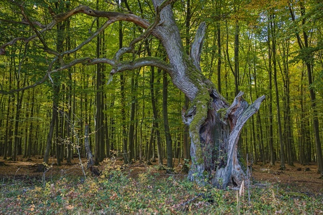 Starý a mladé