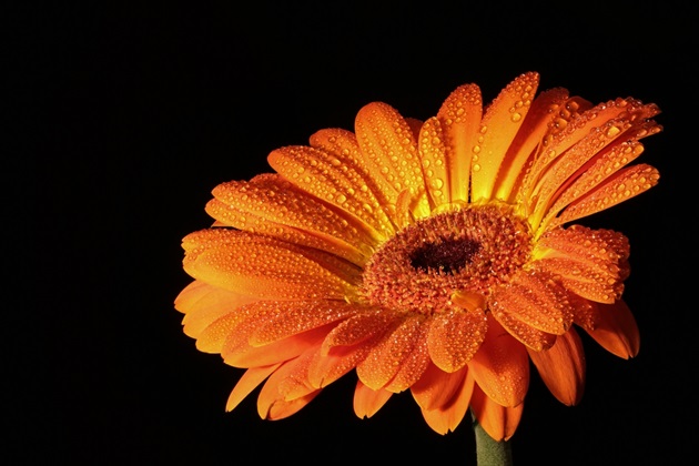 Gerbera