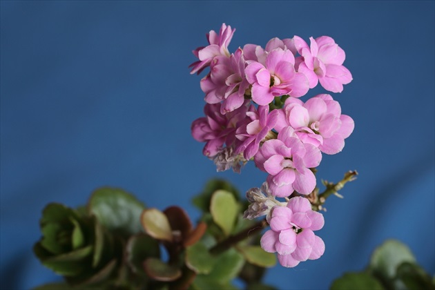 Kalanchoe