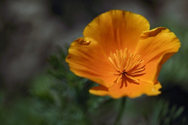 Eschscholzia californica (kalifornský máčik,zlatý mak)