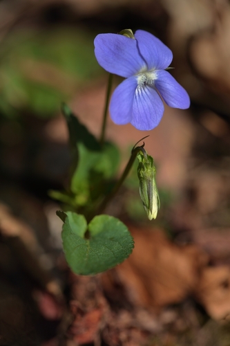 Fialka lesná