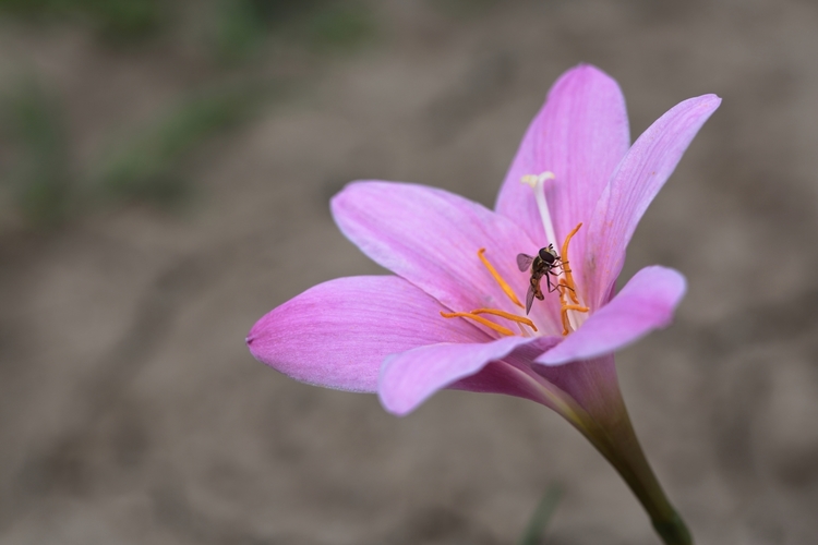 Zephyranthes carinata a pestrica