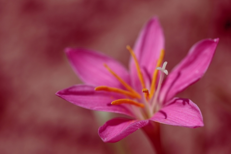 Zephyranthes carinata