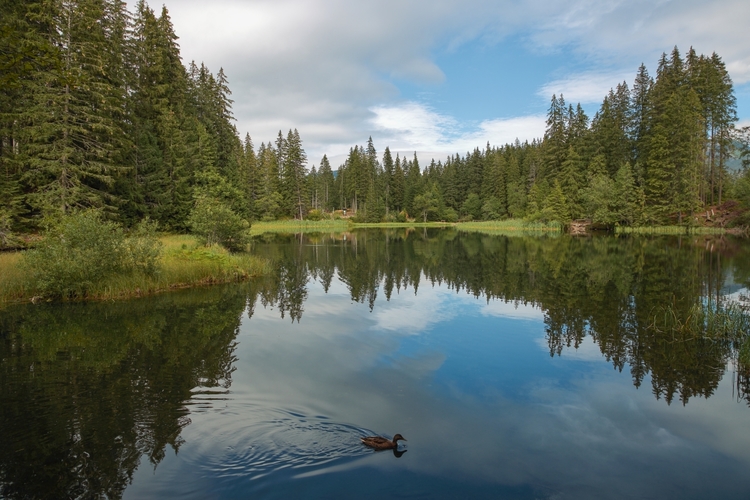 Vrbické pleso s kačkou