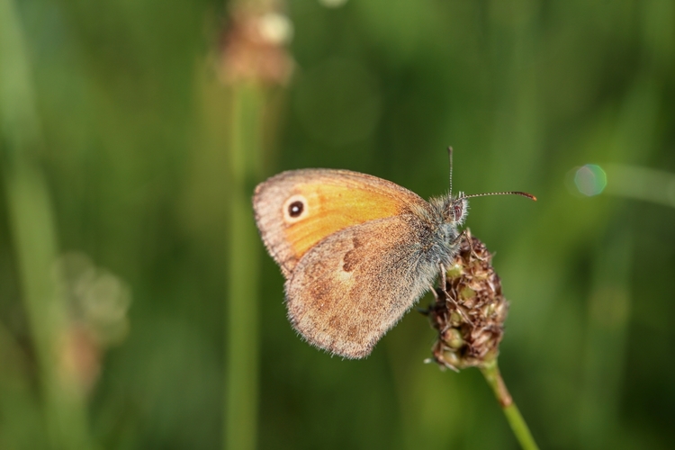 Očkáň pohánkový (Coenonympha pamphilus)