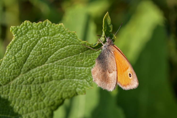 Očkáň pohánkový (Coenonympha pamphilus)