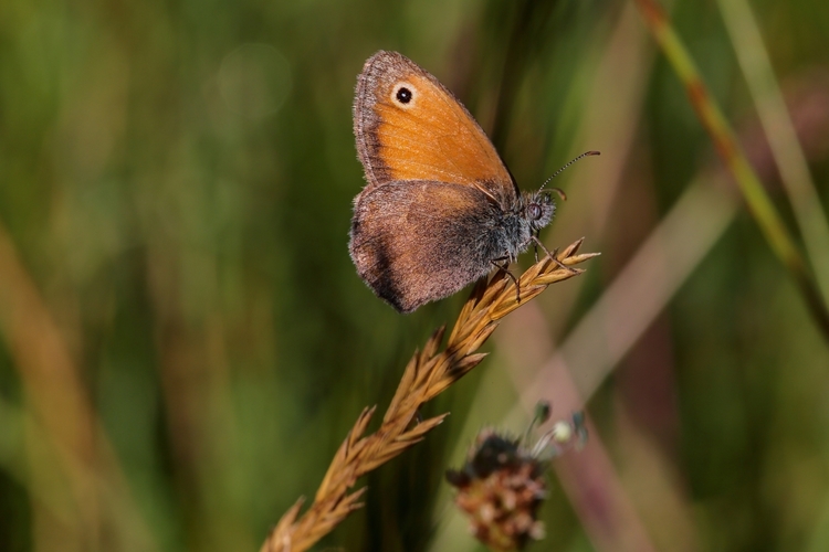 Očkáň pohánkový (Coenonympha pamphilus)