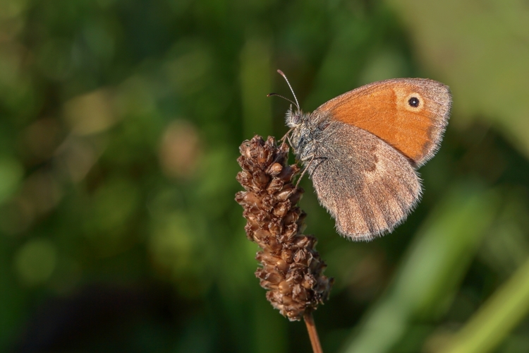 Očkáň pohánkový (Coenonympha pamphilus)