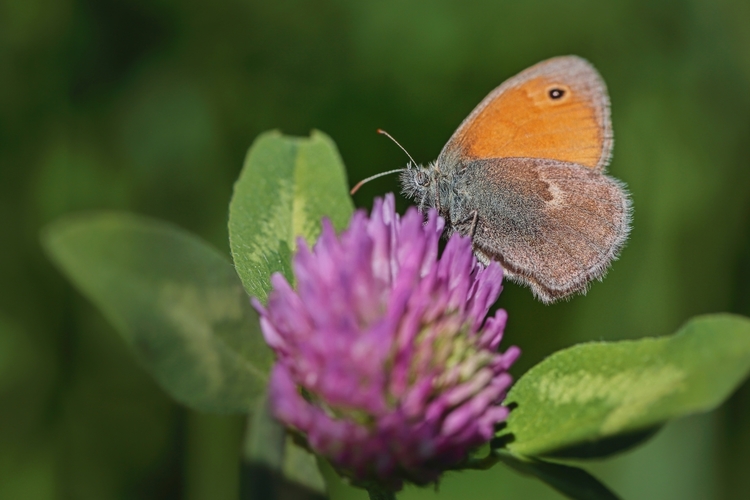 Očkáň pohánkový (Coenonympha pamphilus)