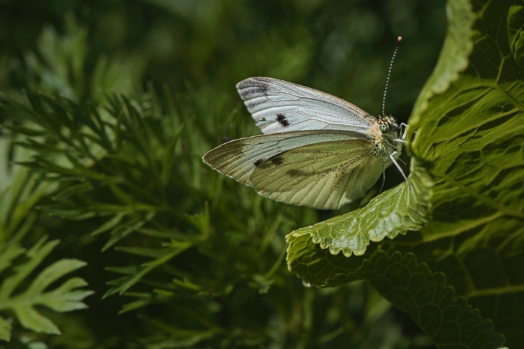 V zeleni