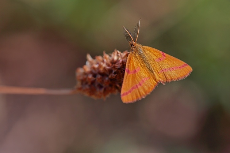 Piadivka purpurová