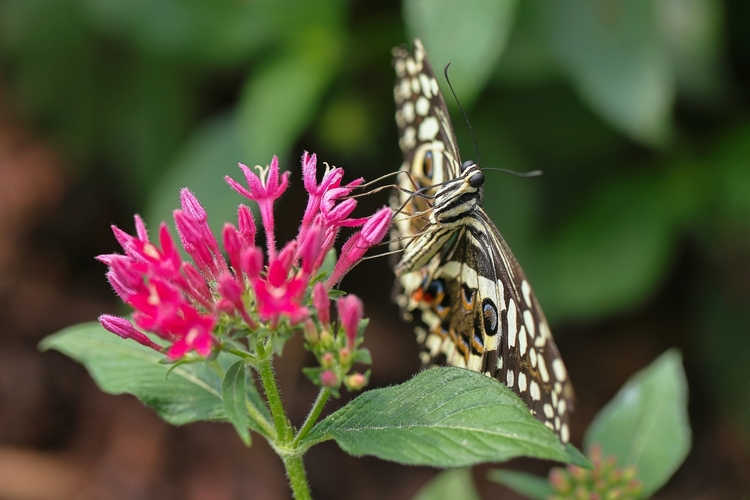 Papilio demoleus