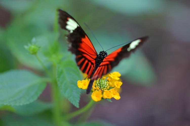 Heliconius melpomene aglaope