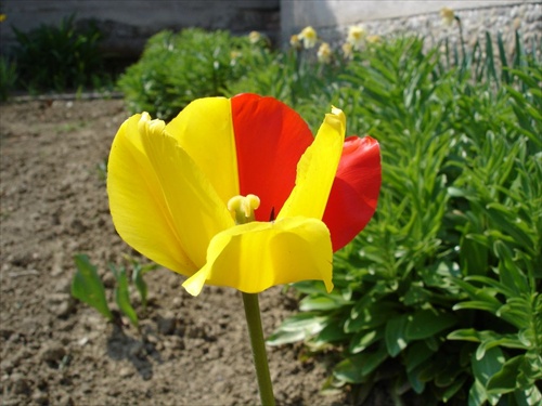 tulipán