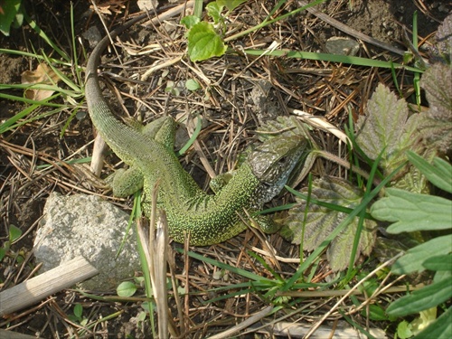 jašterica