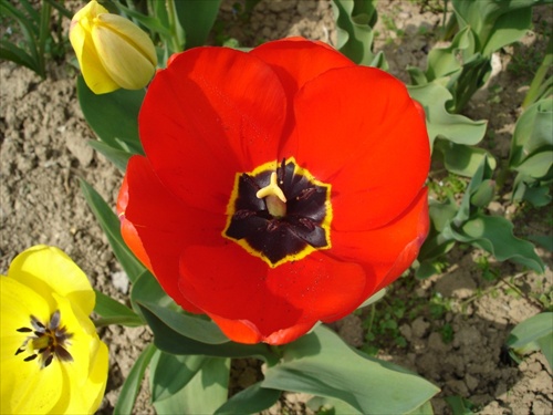 tulipán