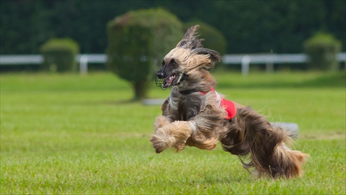 Slovak coursing championship 2011