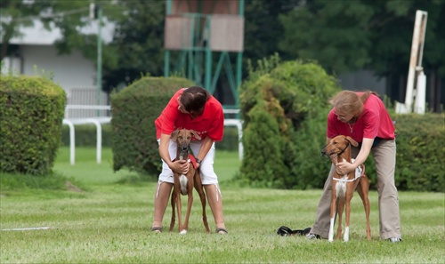 Slovak coursing championship 2011