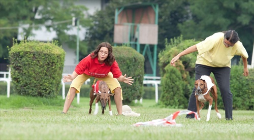 Slovak coursing championship 2011