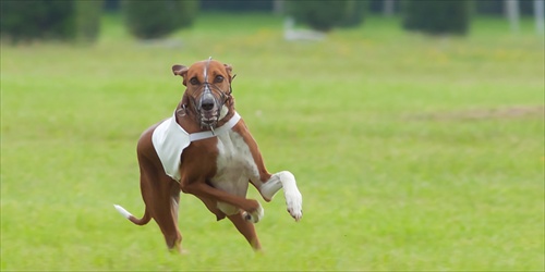 Slovak coursing championship 2011