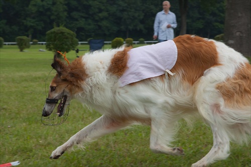 Slovak coursing championship 2011