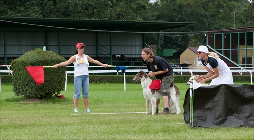 Slovak coursing championship 2011