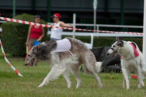 Slovak coursing championship 2011